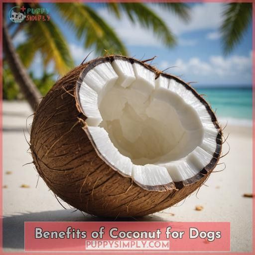 Benefits of Coconut for Dogs