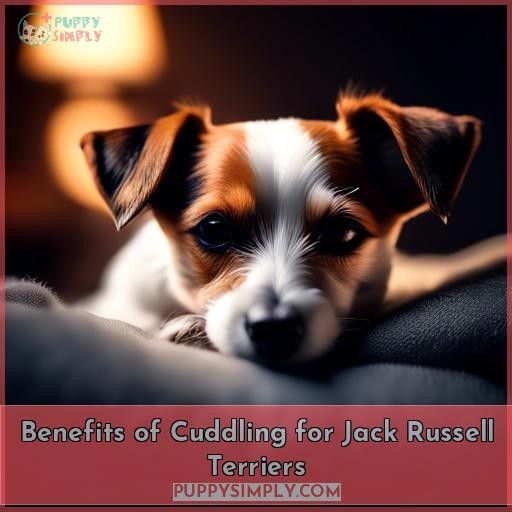Benefits of Cuddling for Jack Russell Terriers