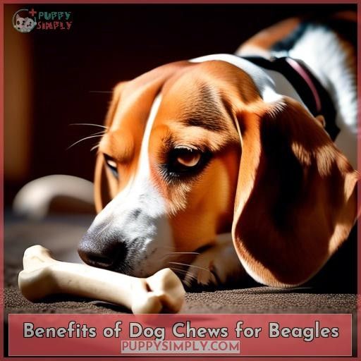 Benefits of Dog Chews for Beagles