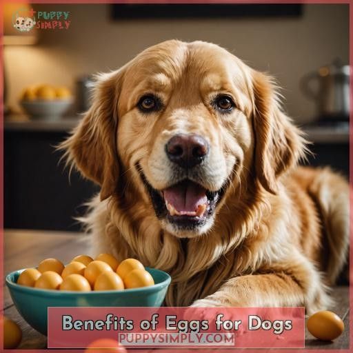Benefits of Eggs for Dogs