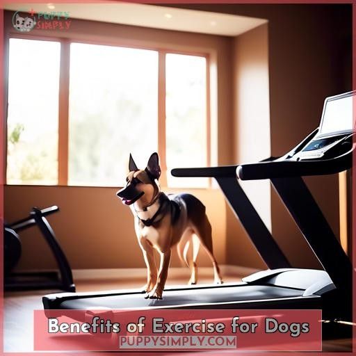 Benefits of Exercise for Dogs