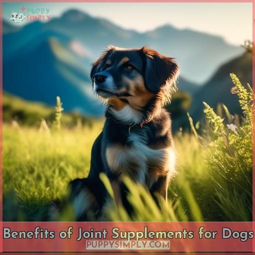 Benefits of Joint Supplements for Dogs