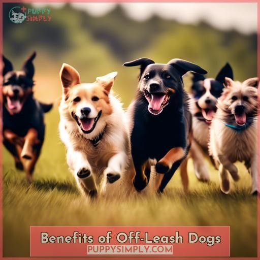 Benefits of Off-Leash Dogs