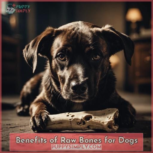 Benefits of Raw Bones for Dogs