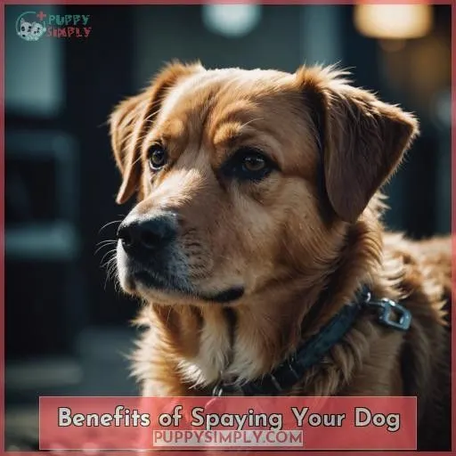 Benefits of Spaying Your Dog