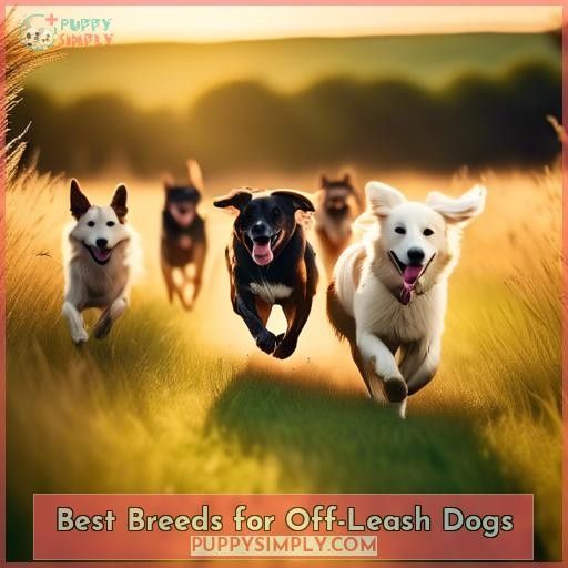 Best Breeds for Off-Leash Dogs