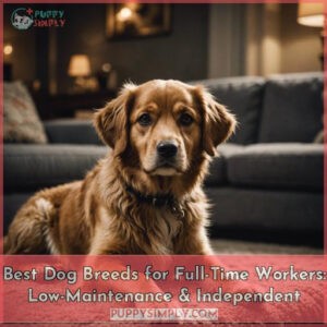 best dog breeds for full time workers