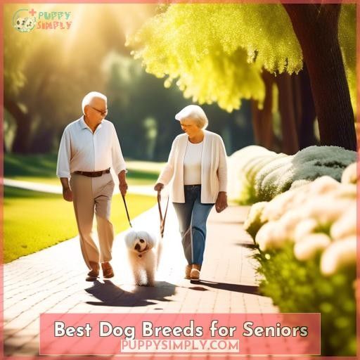 Best Dog Breeds for Seniors