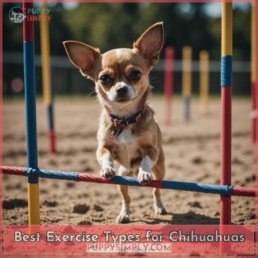 Best Exercise Types for Chihuahuas