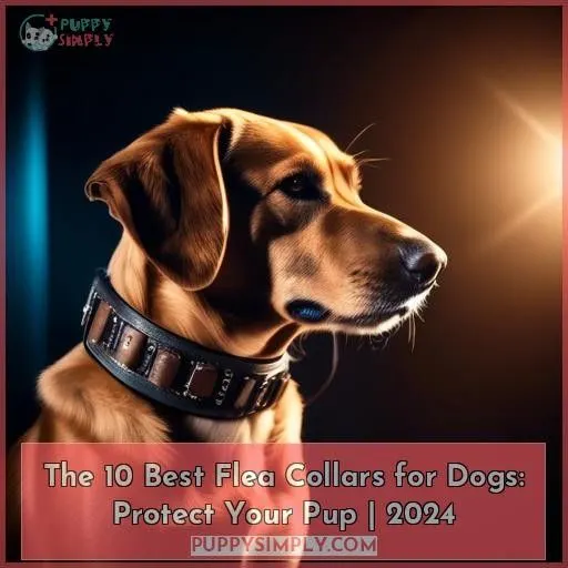 Best flea collars for dogs