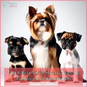 best small house dogs