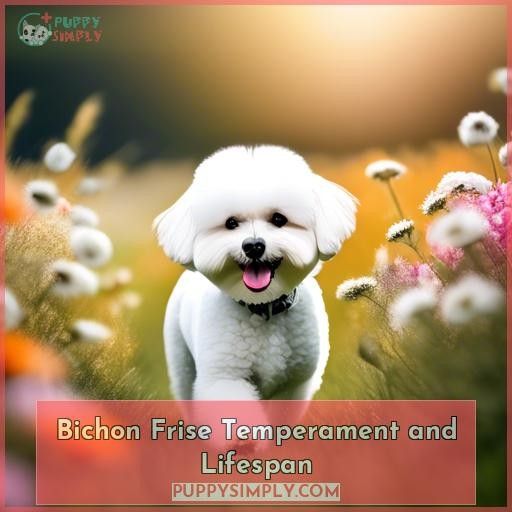 Bichon Frise Temperament and Lifespan