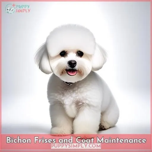 Bichon Frises and Coat Maintenance