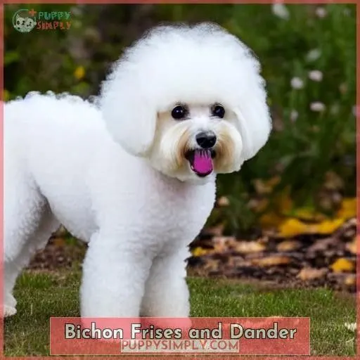 Bichon Frises and Dander