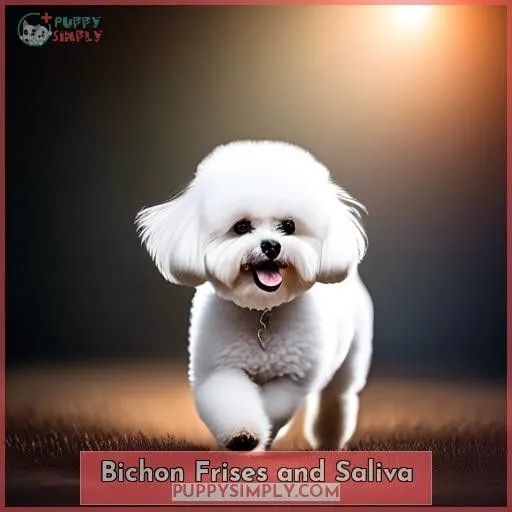 Bichon Frises and Saliva