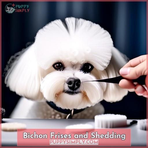 Bichon Frises and Shedding