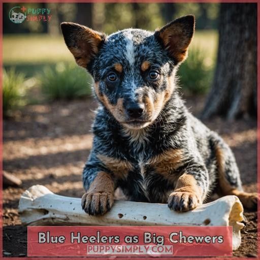 Blue Heelers as Big Chewers