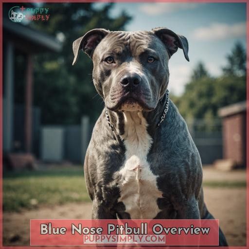 Blue Nose Pitbull Overview