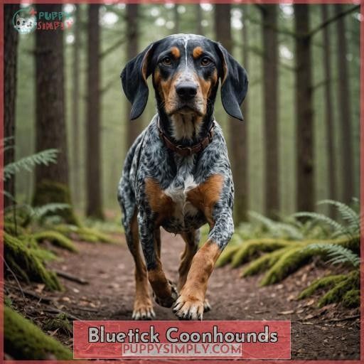 Bluetick Coonhounds