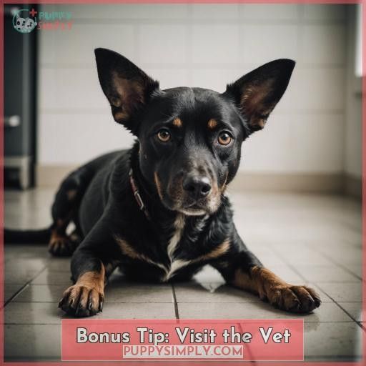 Bonus Tip: Visit the Vet