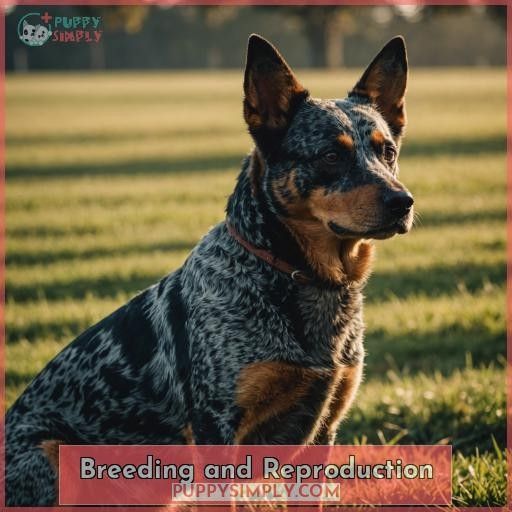 Breeding and Reproduction