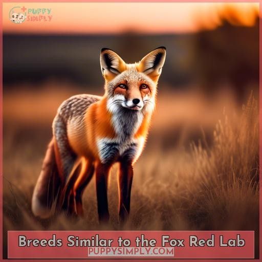 Breeds Similar to the Fox Red Lab
