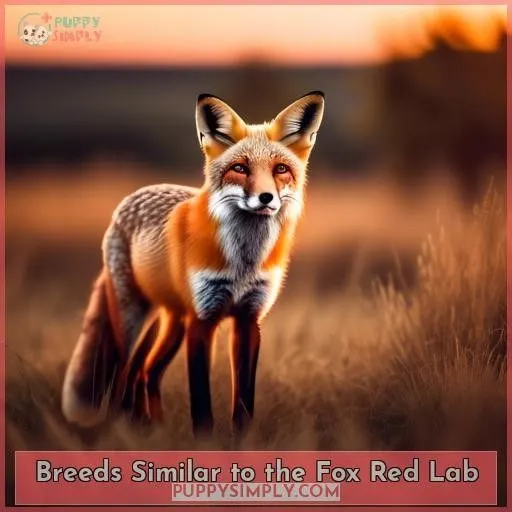 Breeds Similar to the Fox Red Lab