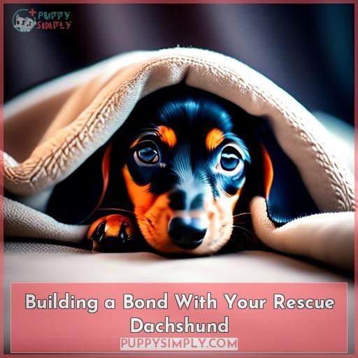 Building a Bond With Your Rescue Dachshund