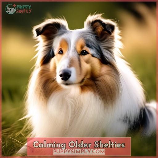 Calming Older Shelties Calming Older Shelties