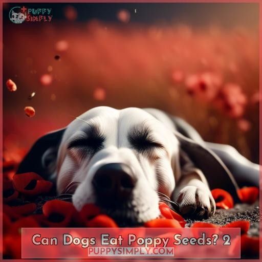 Can Dogs Eat Poppy Seeds 2