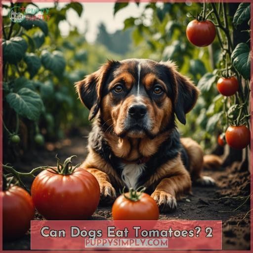 Can Dogs Eat Tomatoes 2