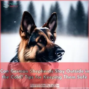 can german shepherds stay outside in the cold