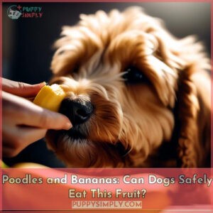 can poodles eat bananas