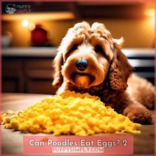 Can Poodles Eat Eggs 2