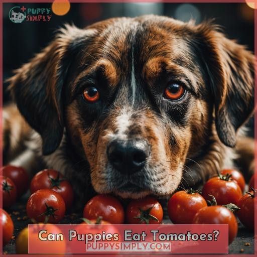 Can Puppies Eat Tomatoes