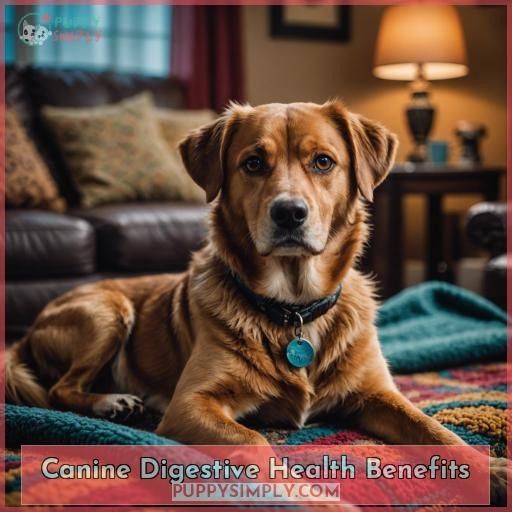 Canine Digestive Health Benefits