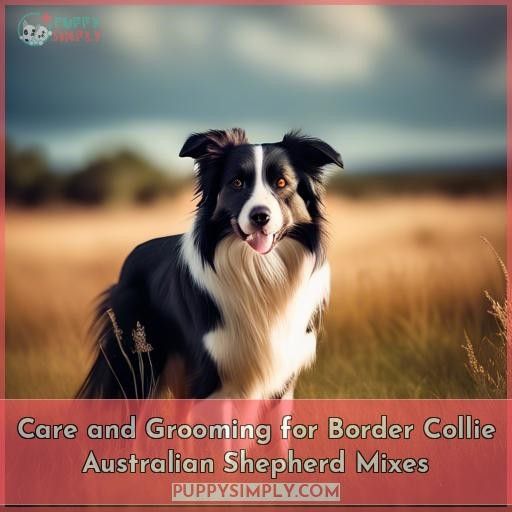 Care and Grooming for Border Collie Australian Shepherd Mixes