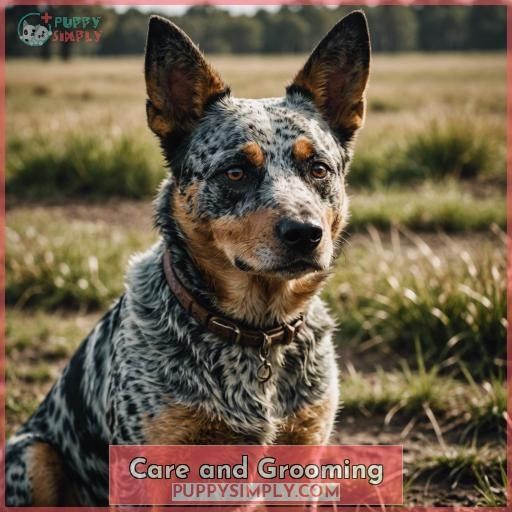 Care and Grooming