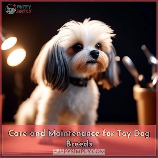 Care and Maintenance for Toy Dog Breeds