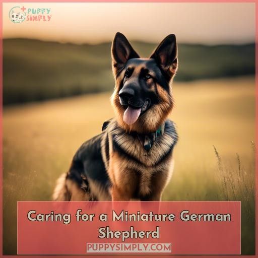 Caring for a Miniature German Shepherd