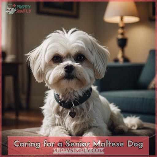 Caring for a Senior Maltese Dog