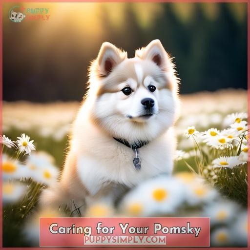 Caring for Your Pomsky
