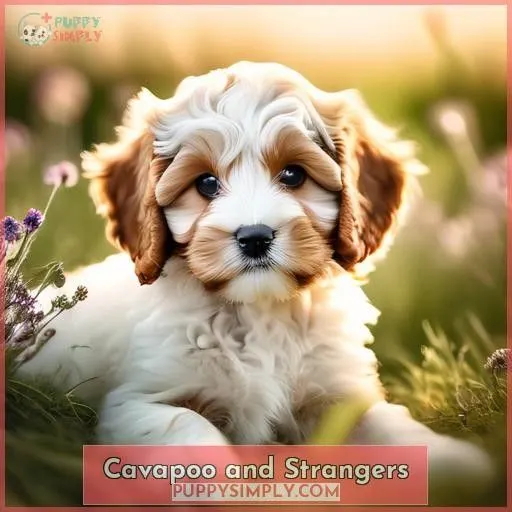 Cavapoo and Strangers