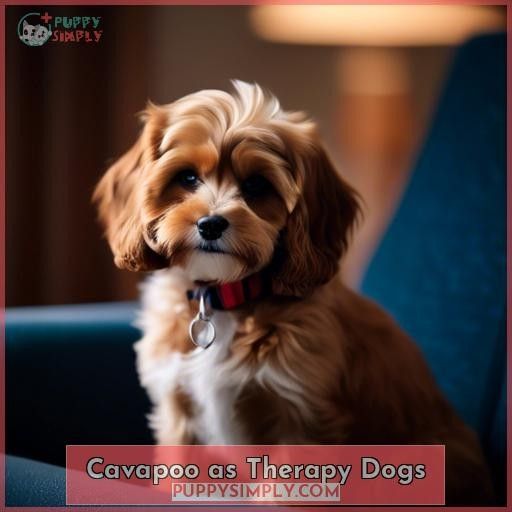 Cavapoo as Therapy Dogs