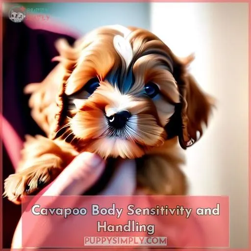 Cavapoo Body Sensitivity and Handling