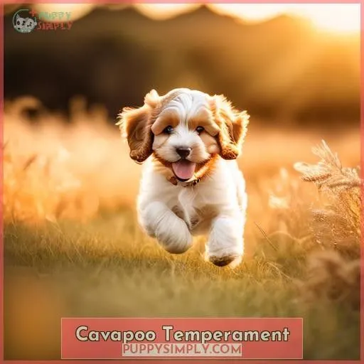 Cavapoo Temperament