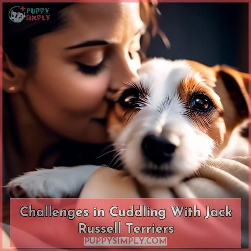 Challenges in Cuddling With Jack Russell Terriers