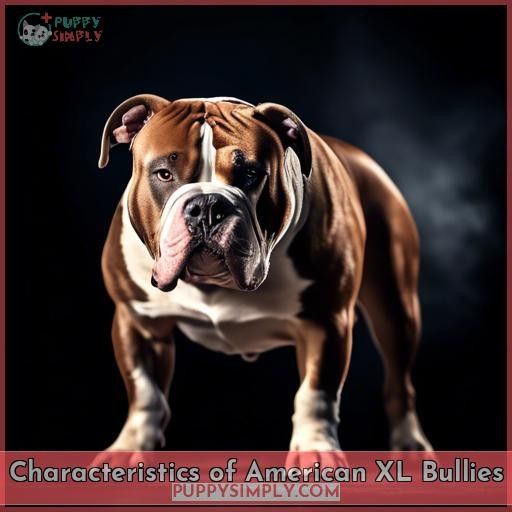 Characteristics of American XL Bullies