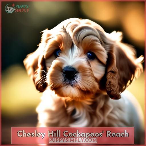 Chesley Hill Cockapoos