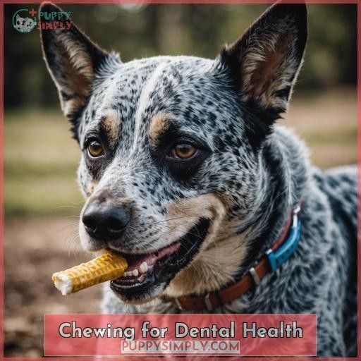 Chewing for Dental Health